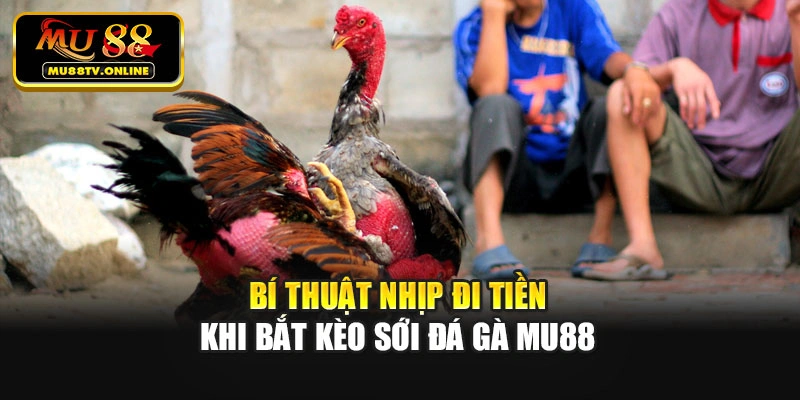 Bí thuật nhịp đi tiền khi bắt kèo sới đá gà Mu88