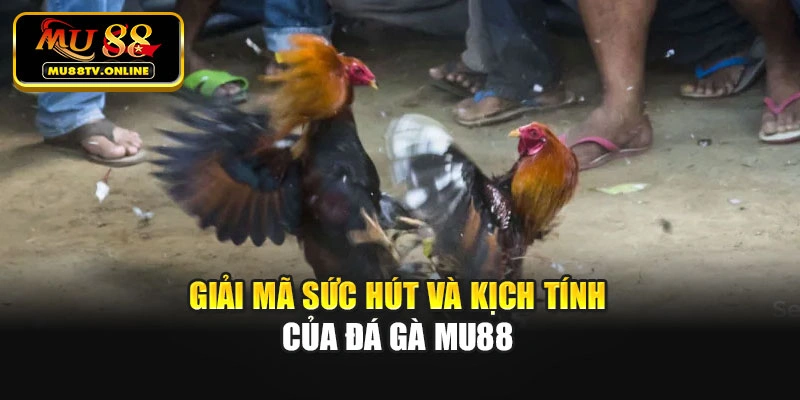 Giải mã sức hút và kịch tính của đá gà Mu88